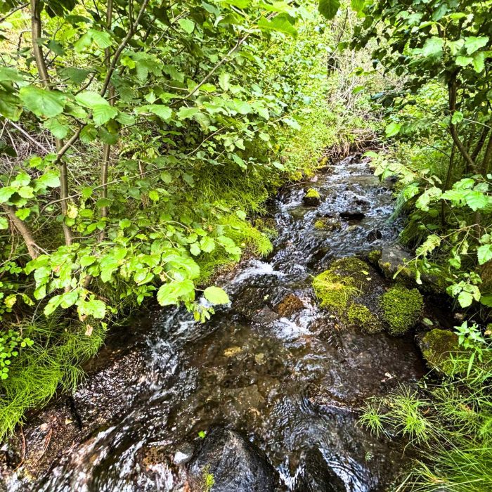 US Critical Materials Seeks Bare Minimum Evaluation for their Sheep Creek Mine Exploration Plan